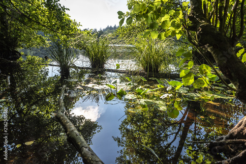 Beautiful view of an hidden lake in the heart of the forest.