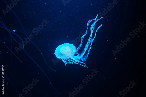 Jellyfish 06