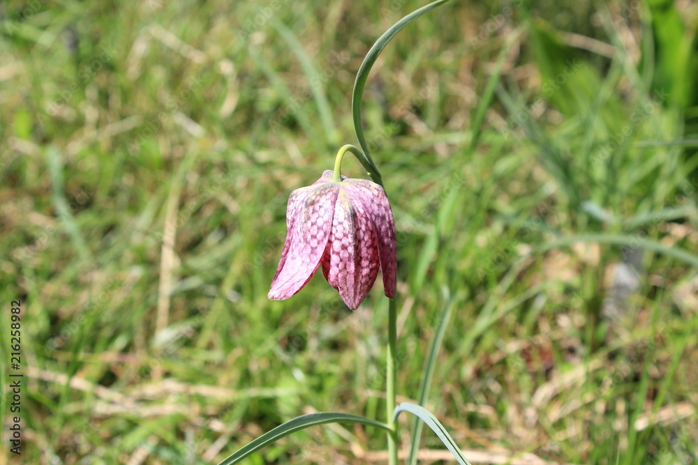 Blüte einer Schachblume (Schachbrettblume)