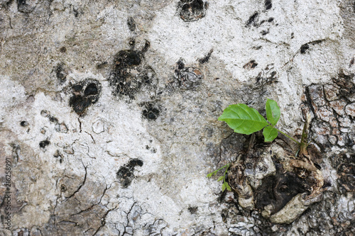 Birth of nature