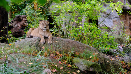 Fototapeta Naklejka Na Ścianę i Meble -  A lion in Berlin's Zoo
