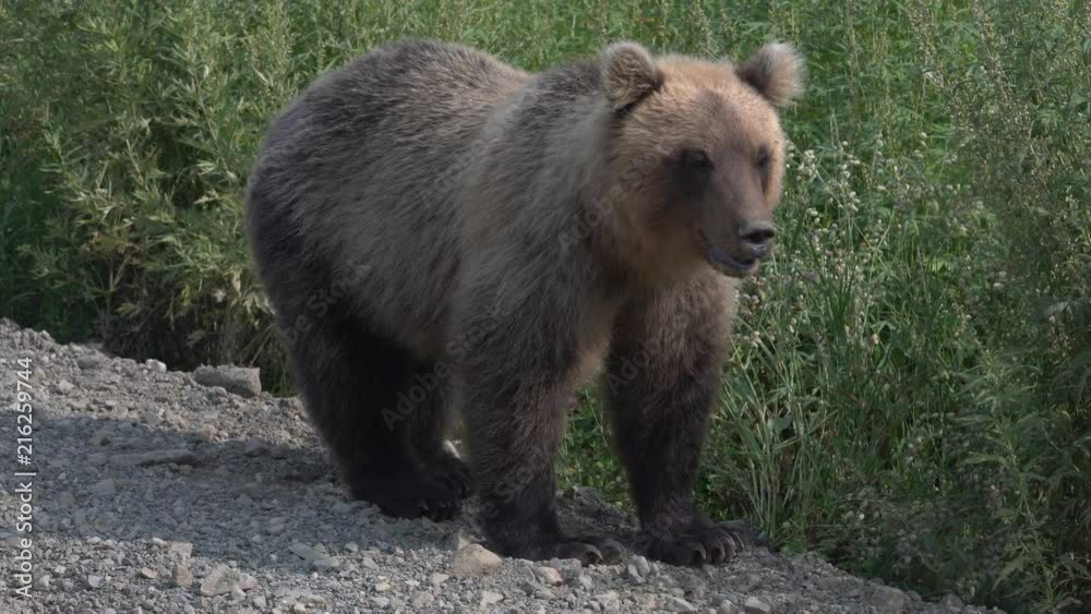 Hungry Kamchatka brown bear stands on roadside of gravel country road, breathes heavily and sniffs. Kamchatka Peninsula, Russian Far East, Eurasia. Hungry Kamchatka brown bear stands on roadside of gravel country road, breathes heavily and sniffs. Kamchatka Peninsula, Russian Far East, Eurasia.