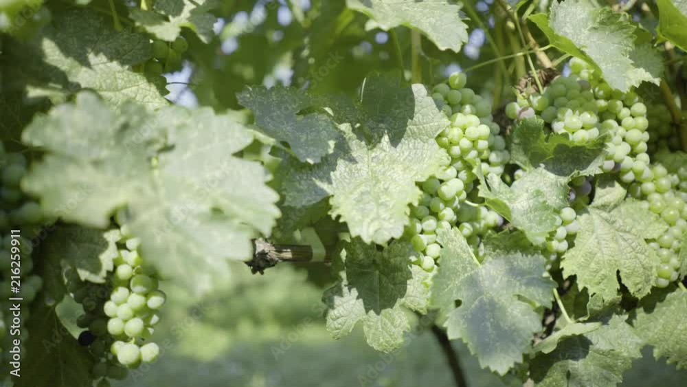 Bunch of grapes maturing under the southern sun. Grape leaves tremble in the wind Bunch of grapes maturing under the southern sun. Grape leaves tremble in the wind
