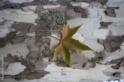 Sycamore bark texture photo