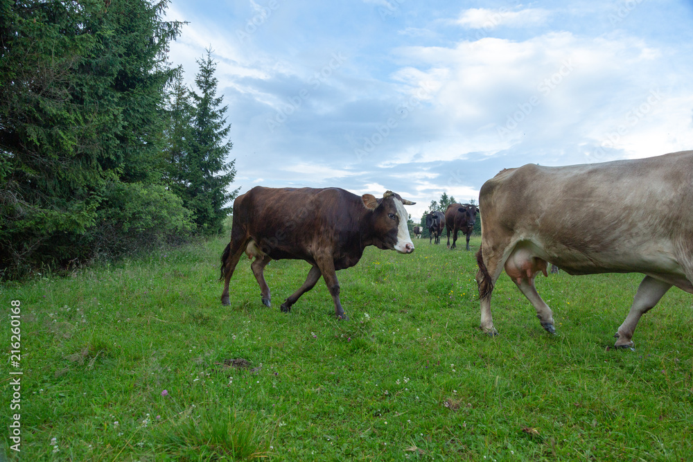 Cows on pastures in the mountains. Cows on pastures in the mountains.