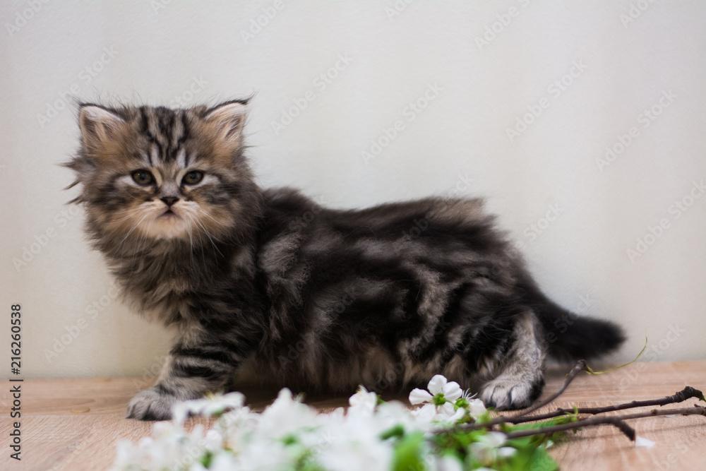 Scottish straight, lop-eared, cat, animal, kitten Scottish straight, lop-eared, cat, animal, kitten