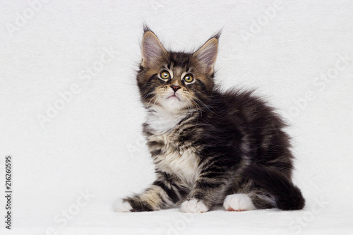 cute kitten of maine coon on white background