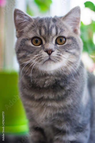 Scottish straight, lop-eared, cat, animal, kitten  © Дария