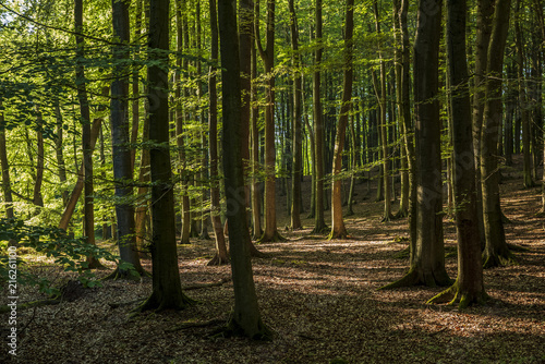 Fototapeta Naklejka Na Ścianę i Meble -  Beautiful and thick beech forest.