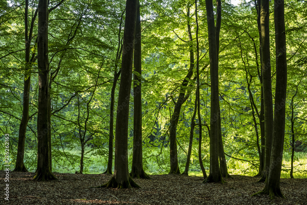 Obraz premium Scenic view through the forest