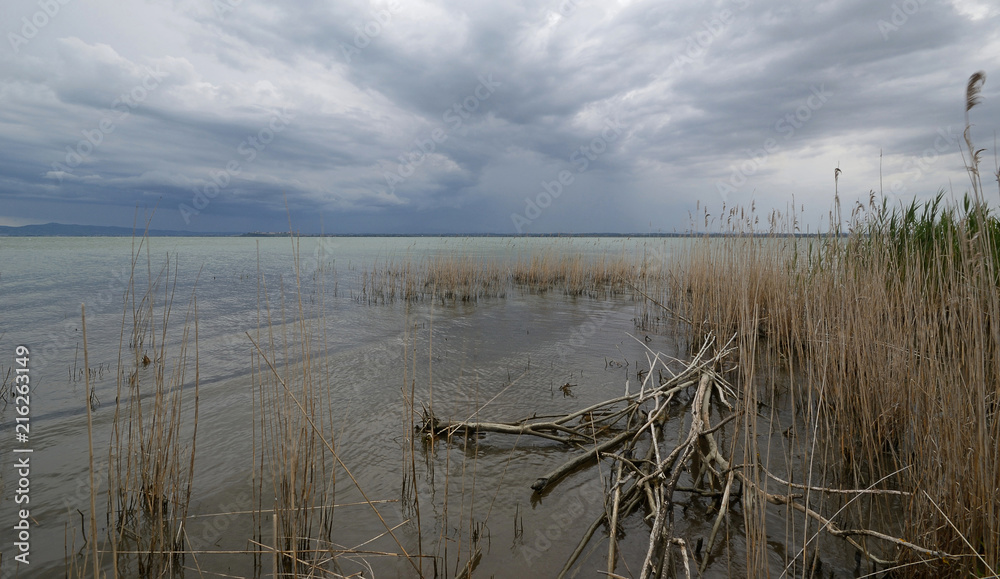 Umbria, Italy, stretch of Trasimeno lake with reeds and dry branches along the shore, in a cloudy summer day