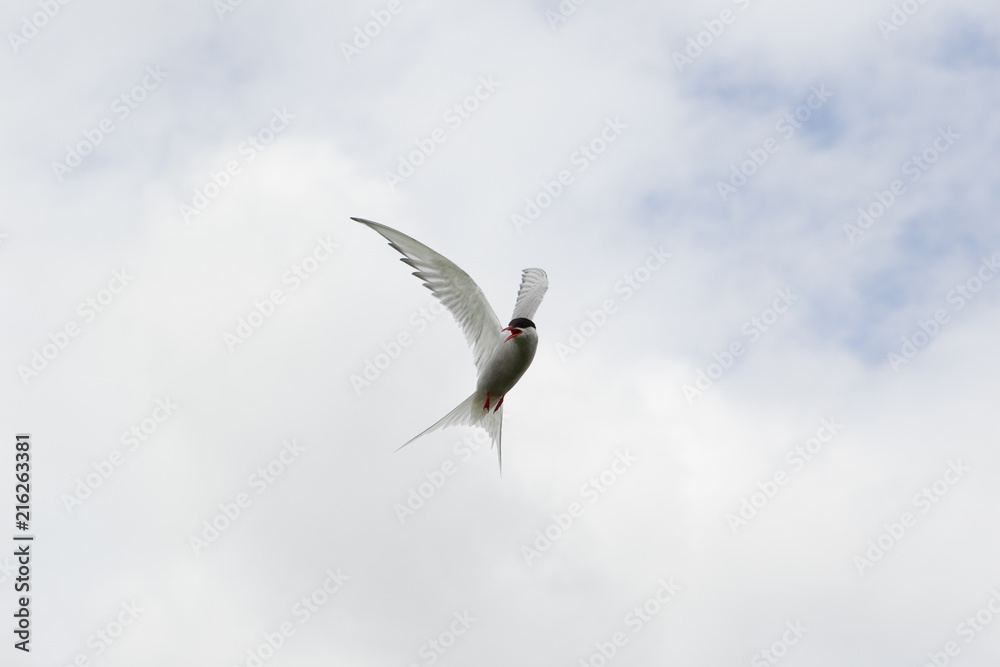 Arctic tern (Sterna paradisaea) in flight, calling