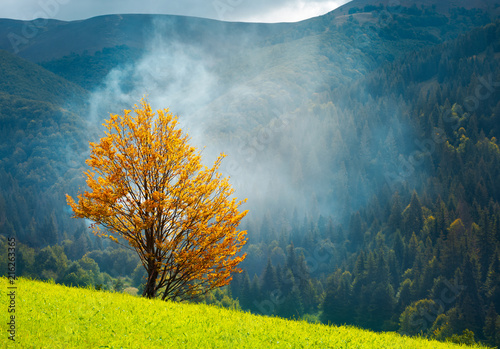 tree with golden foliage on grassy hillside in smoke. beautiful autumn scenery in mountains photo