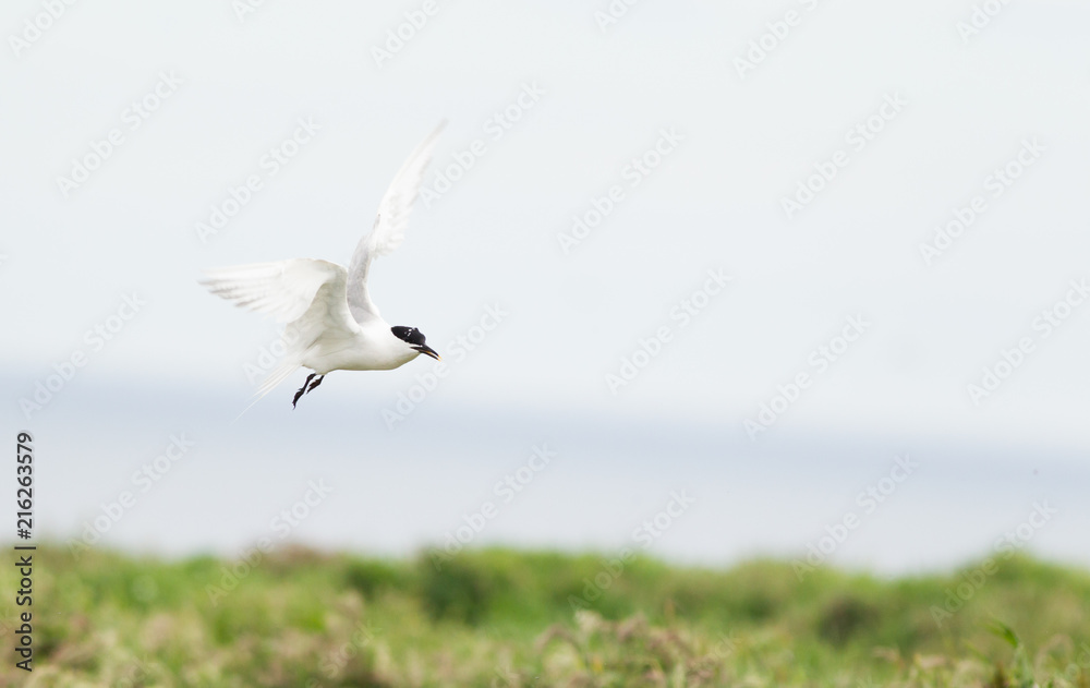 Sandwich tern (Thalasseus sandvicensis) in flight, near breeding colony Sandwich tern (Thalasseus sandvicensis) in flight, near breeding colony
