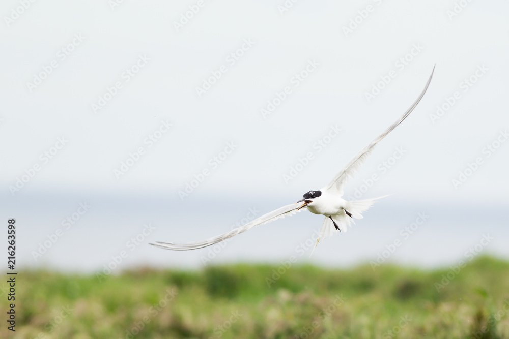 Sandwich tern (Thalasseus sandvicensis) in flight, near breeding colony Sandwich tern (Thalasseus sandvicensis) in flight, near breeding colony