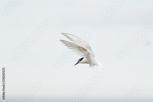 Sandwich tern (thalasseus sandvicensis) landing at colony