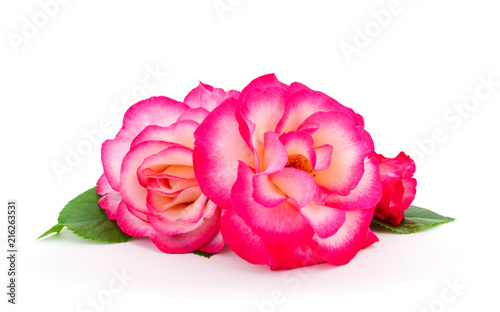 Beautiful pink roses.