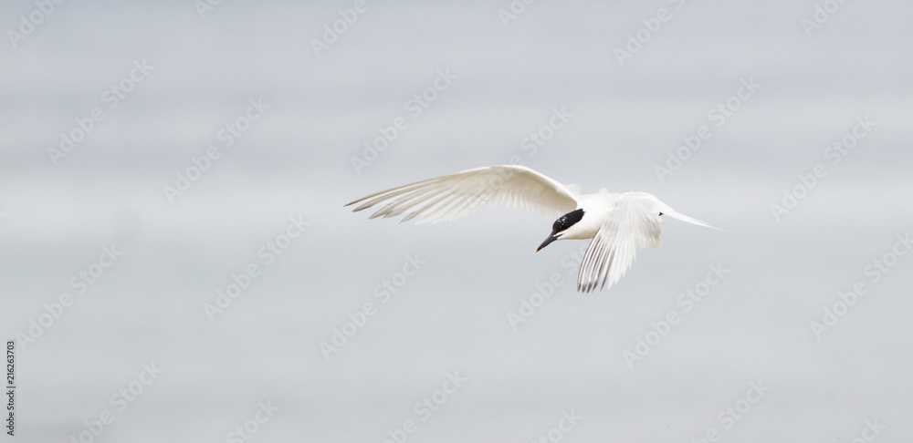 Sandwich tern (Thalasseus sandvicensis) flying at breeding colony Sandwich tern (Thalasseus sandvicensis) flying at breeding colony