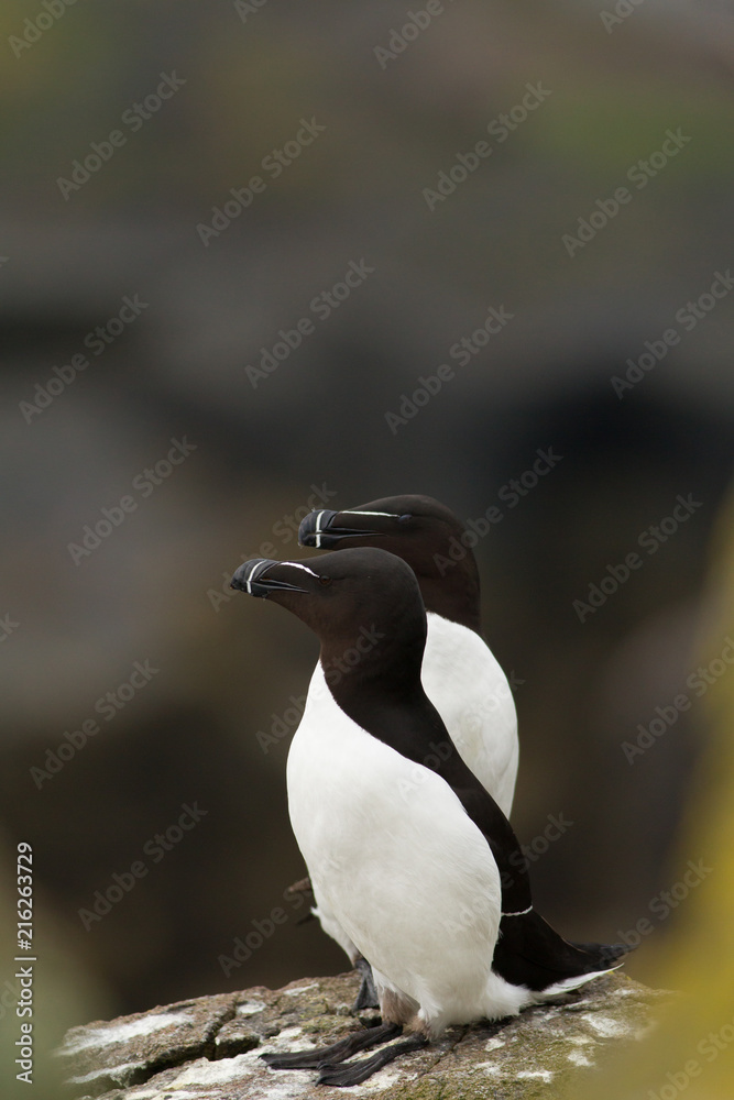 Fototapeta premium Razorbill (Alca torda) pair at breeding site
