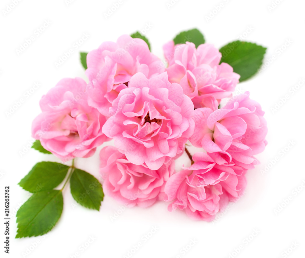 Pink roses flowers. Pink roses flowers.