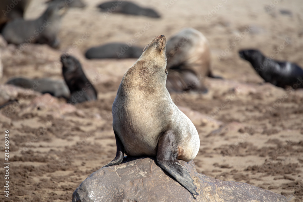 Fototapeta premium Resting brown fur seal, Arctocephalus pusillus, Cape cross, Namibia