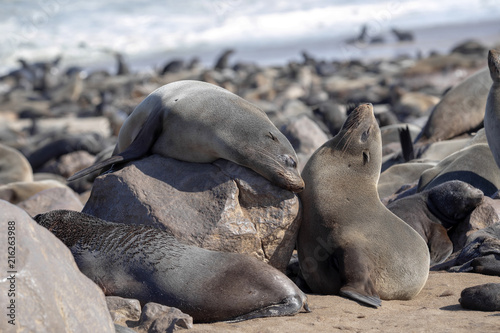Resting brown fur seal  Arctocephalus pusillus  Cape cross  Namibia