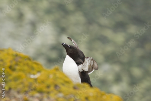 razorbill (Alca torda) at breeding site photo