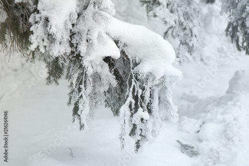 Snowcowered branches. Winter blur background. Frost trees.