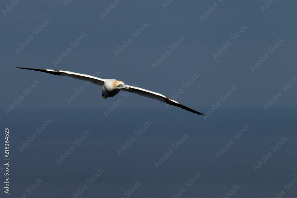 Northern gannet (Morus bassanus) in flight at breeding colony