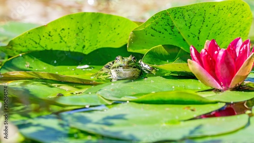 A low level view of a green frog sitting in a garden pond with copy space for your text
