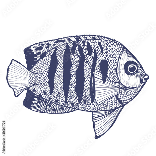 Flame Angelfish in Hand Drawn Style