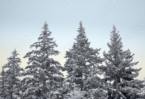 Snow covered fir trees. Winter frost forest. Cold december moning in the park. © anya babii