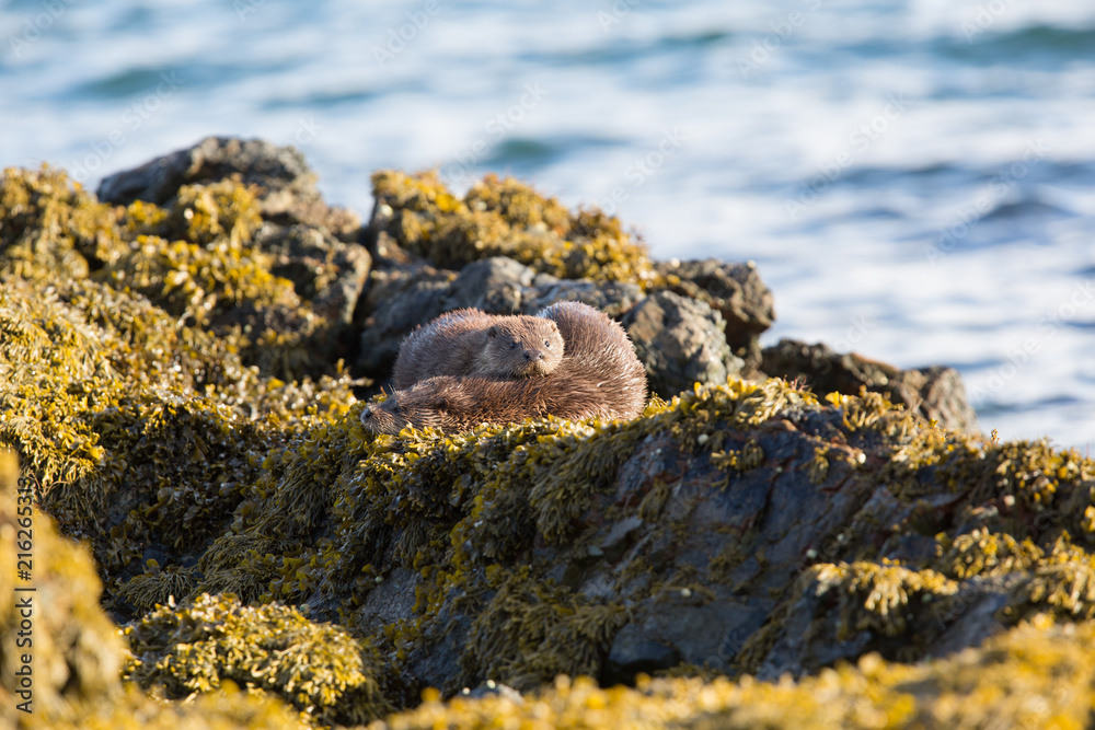 Eurasian otter (Lutra lutra) youngsters sleeping together Eurasian otter (Lutra lutra) youngsters sleeping together