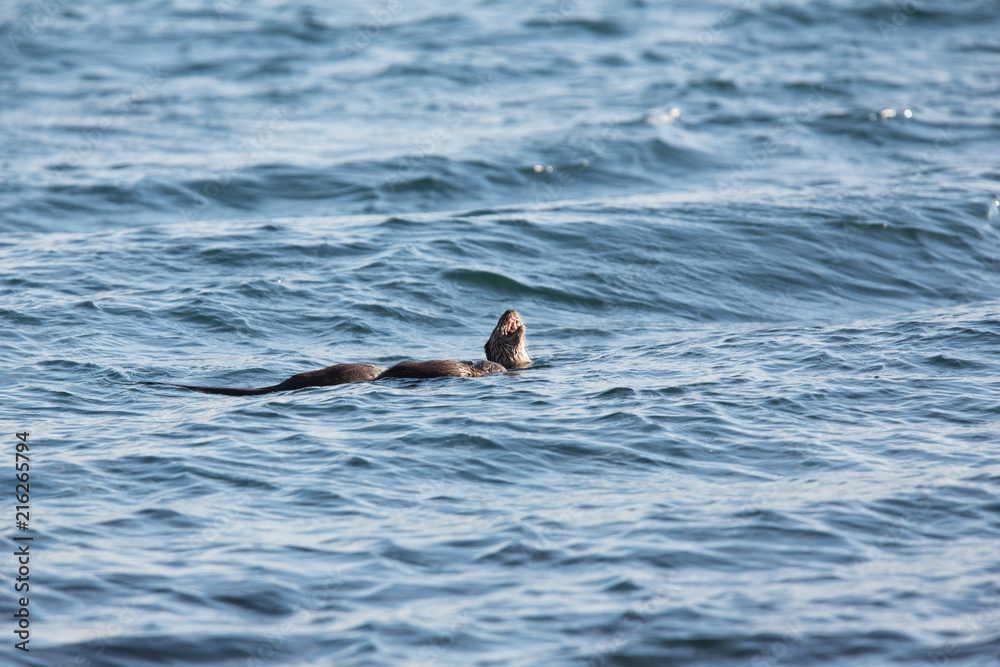 Obraz premium Eurasian otter (Lutra lutra) youngsters Foraging together on sea