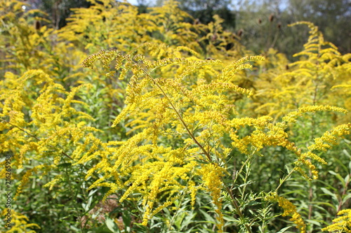 Fotografía Blüten der Kanadischen Goldrute