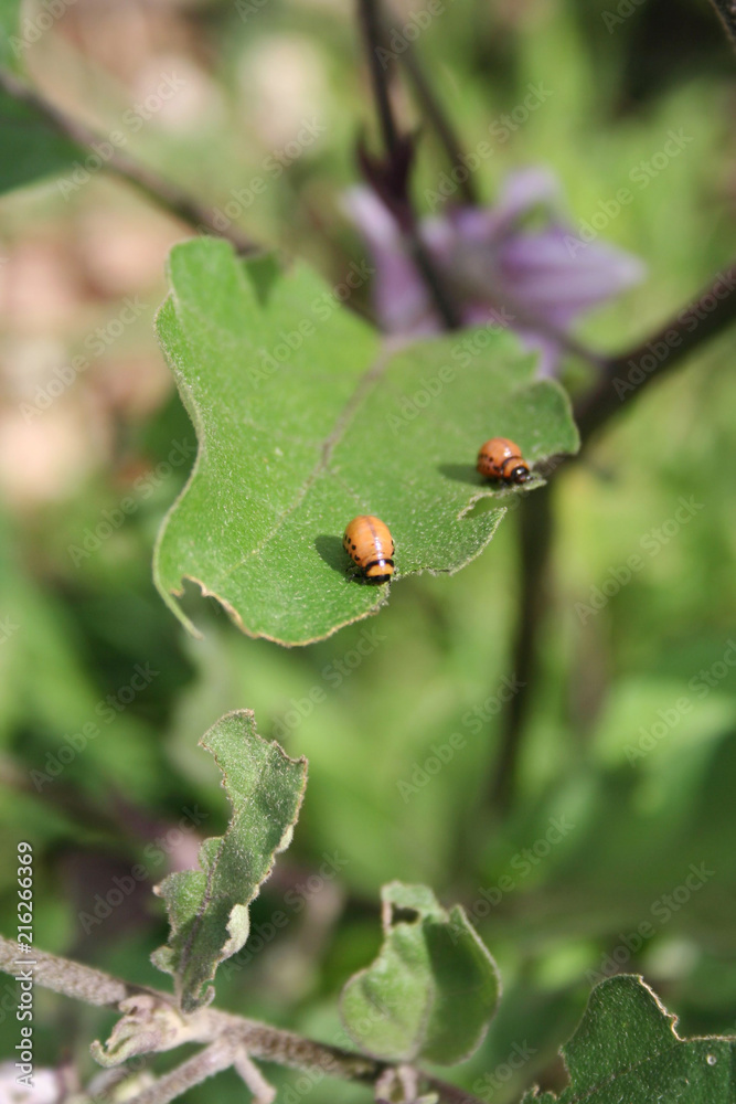 Eggplant cultivation damaged by Colorado potato beetle. Leptinotarsa decemlineata insects eating eggplant leaves Eggplant cultivation damaged by Colorado potato beetle. Leptinotarsa decemlineata insects eating eggplant leaves