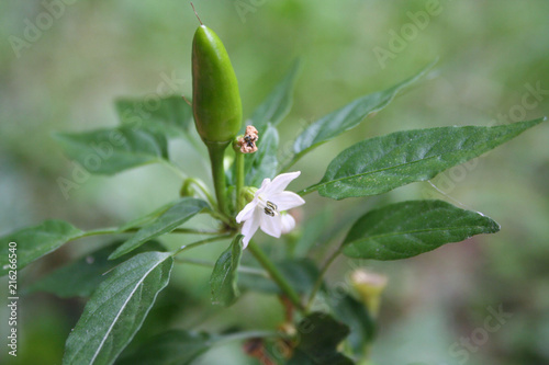 Capsicum annuum plant in bloom. Chili pepper cultivar with white flower and fruit. 