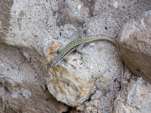lizard on stone macro