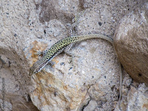 lizard on stone macro