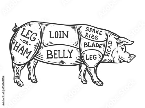 Meat diagram pig engraving vector