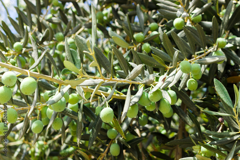 branch with olives on olive tree background branch with olives on olive tree background