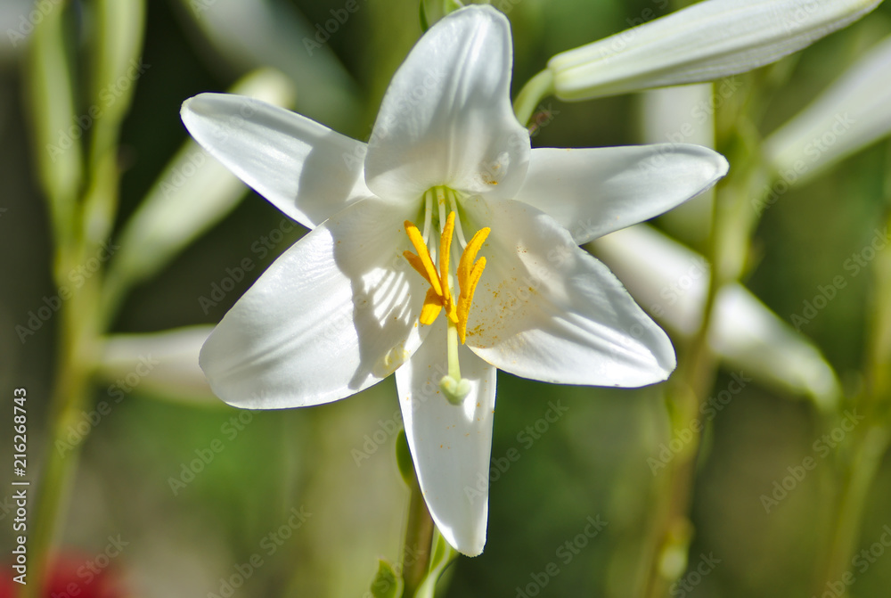 Obraz premium Giglio bianco