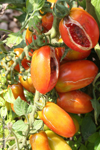 Ripe cherry tomatoes damaged by bad weather in the vegetable garden