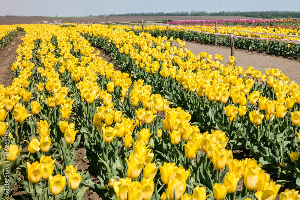 Obraz premium Group of yellow tulips in the park.