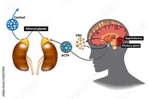 Hypothalamic-pituitary-adrenal (HPA) axis - the stress response system photo