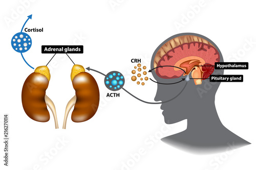 Hypothalamic-pituitary-adrenal (HPA) axis - the stress response system