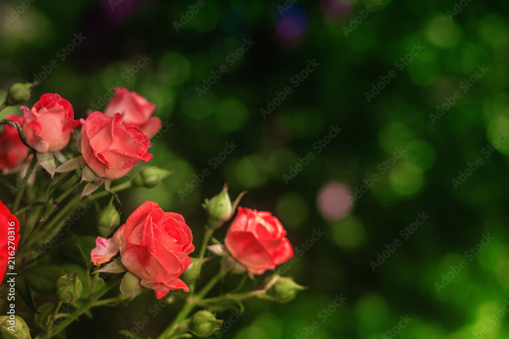 Pink roses on fresh green leaf background. Pink roses on fresh green leaf background.