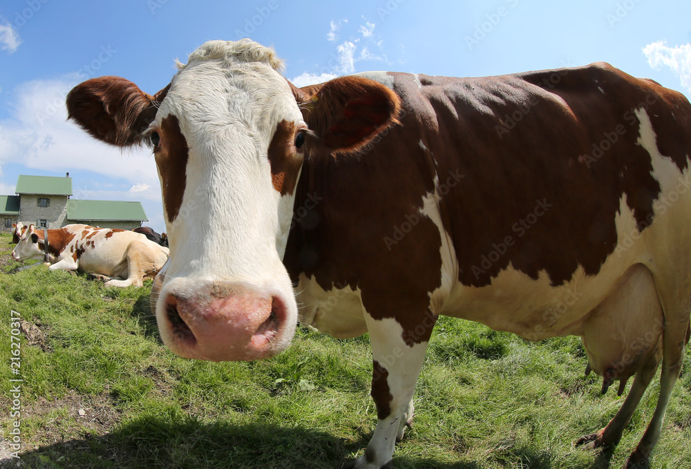 white and brown cow