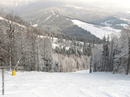 Winter ski resort in the Carpathians with a snowy slope  snow-covered pines and nature