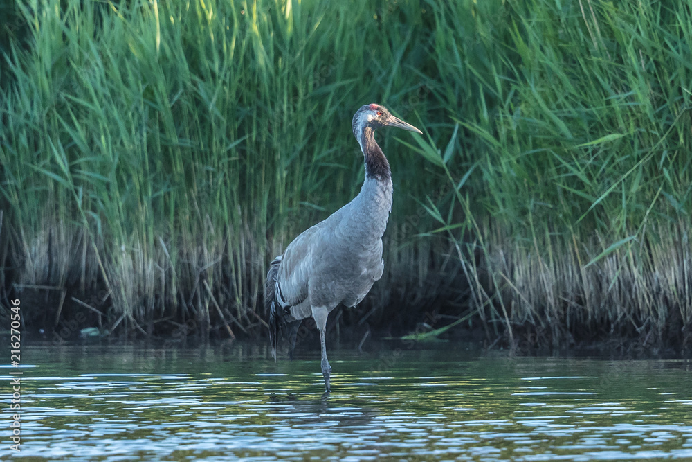 Fototapeta premium kranich